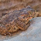 Nicht so schön wie ein Laubfrosch...