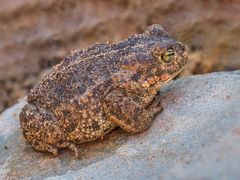 Nicht so schön wie ein Laubfrosch...