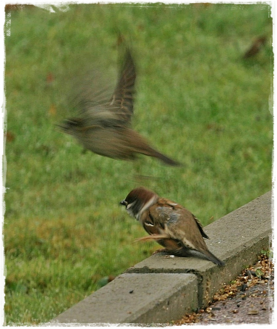 " Nicht so wild, ich fall ja um !"