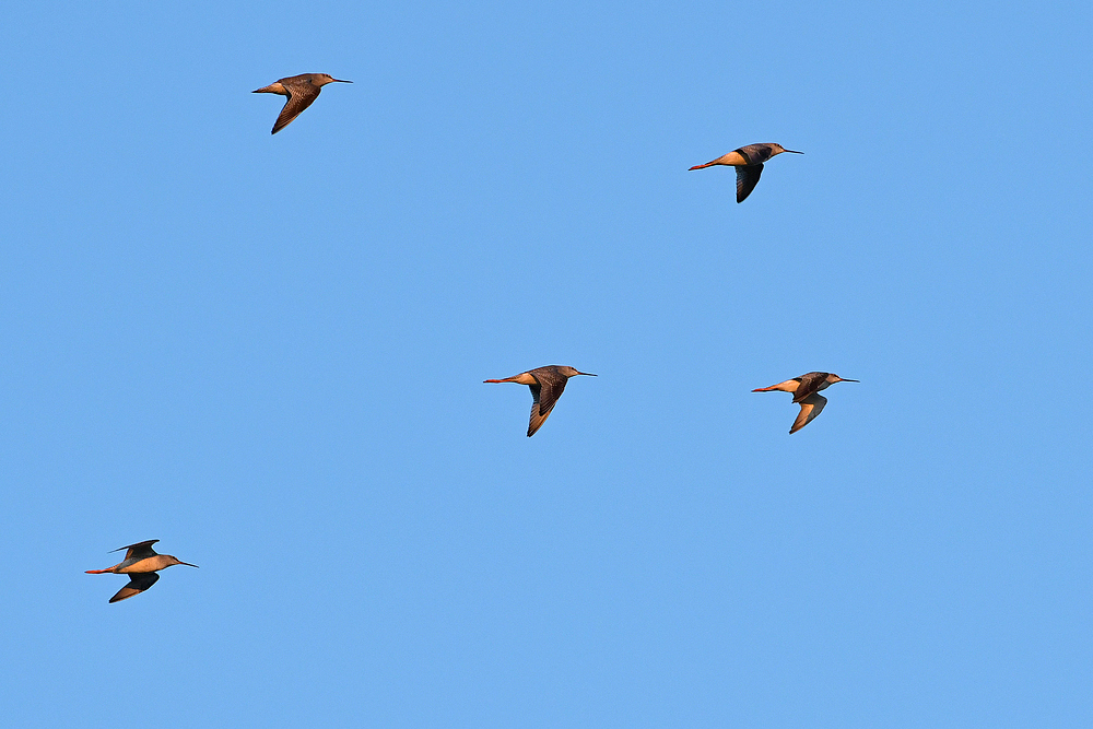 Nicht „sortenreiner“ Flug 01