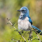 Nicht Staatsvogel für Bayern...