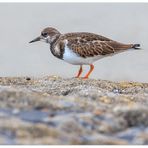 ...nicht Stein wälzender Steinwälzer... - oder: fliegt er gleich auf... ?