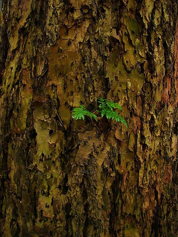 Nicht "Stock im Eisen", sondern "Farn im Baum"