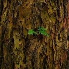 Nicht "Stock im Eisen", sondern "Farn im Baum"