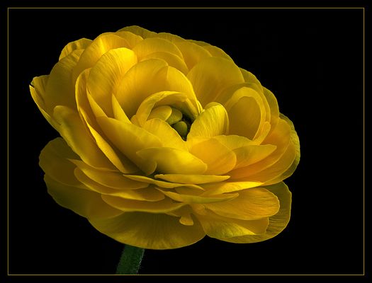 Nicht umsonst nennt man die wundervollen Ranunkeln auch - Rosen des Frühlings 