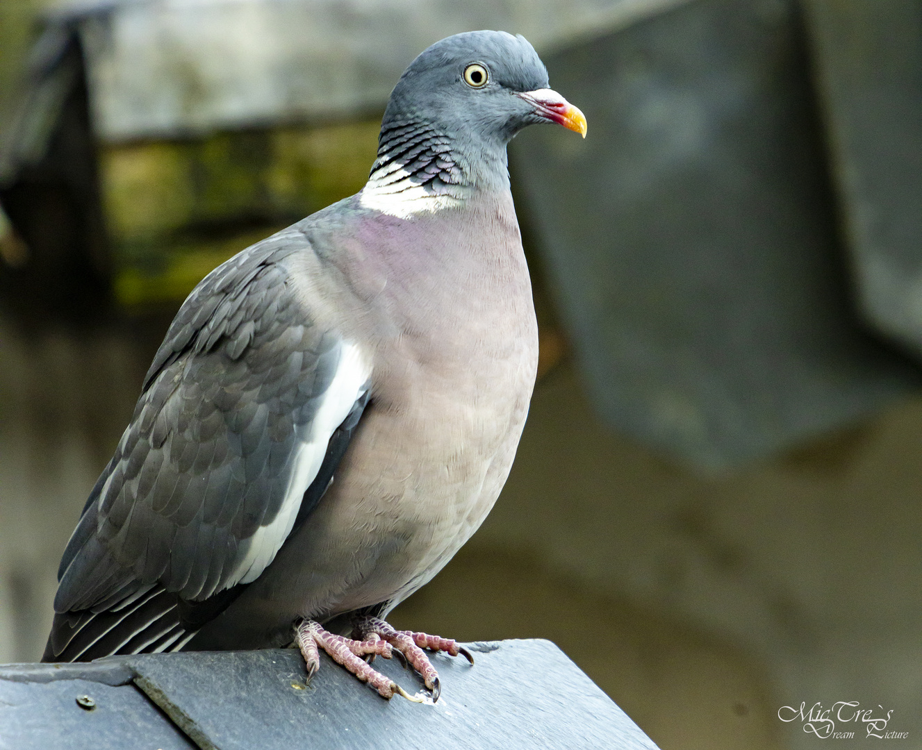 Nicht unbedingt immer der Liebling am Vogelhaus,