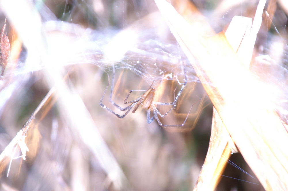 Nicht "unterbelichtete" Spinne