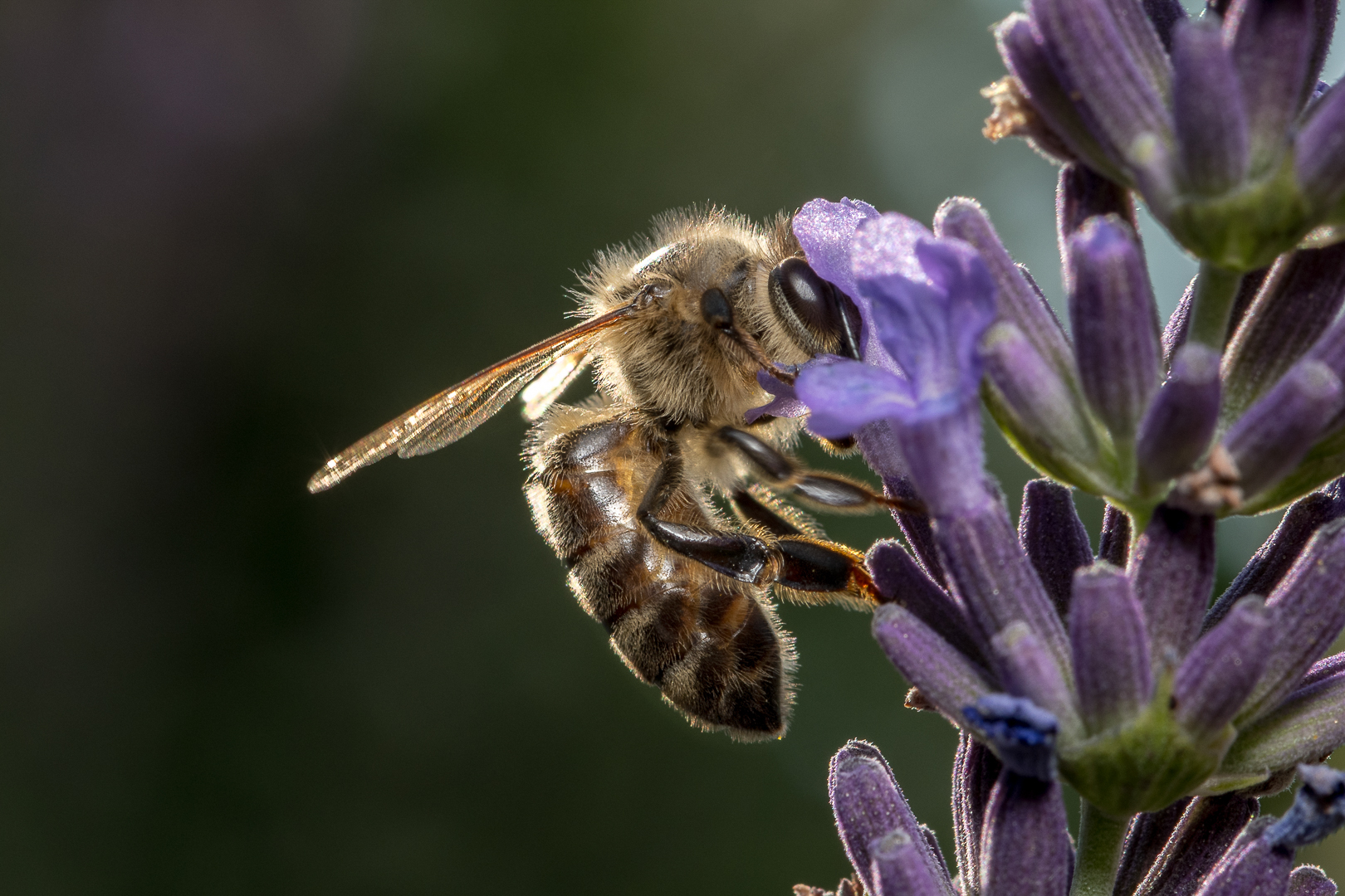 Nicht vergessen -  Bienen sterben