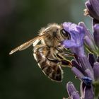 Nicht vergessen -  Bienen sterben