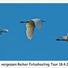 Nicht vergessen, unsere Reiher Fotoshooting Tour