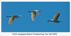 Nicht vergessen, unsere Reiher Fotoshooting Tour