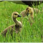 Nicht viel größer als das Gras