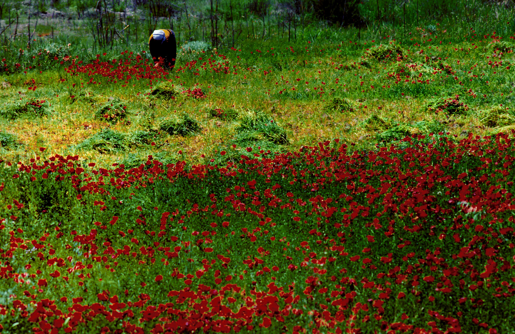 Nicht von Claude Monet