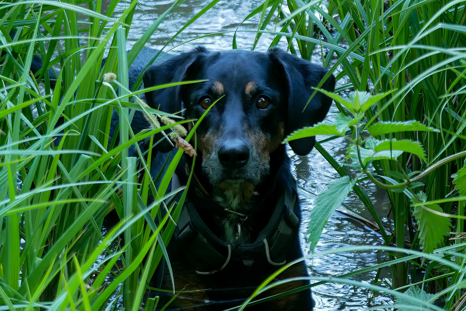 Nicht wasserscheu