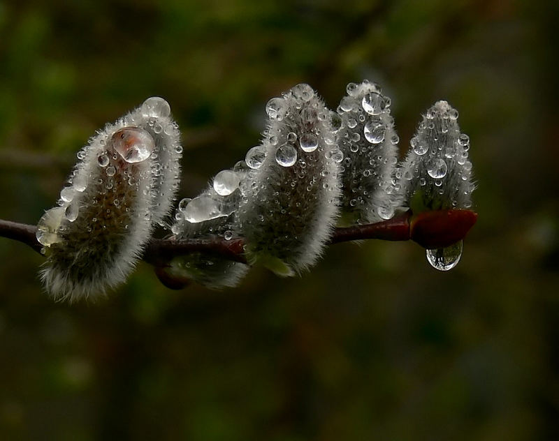 Nicht wasserscheu.....