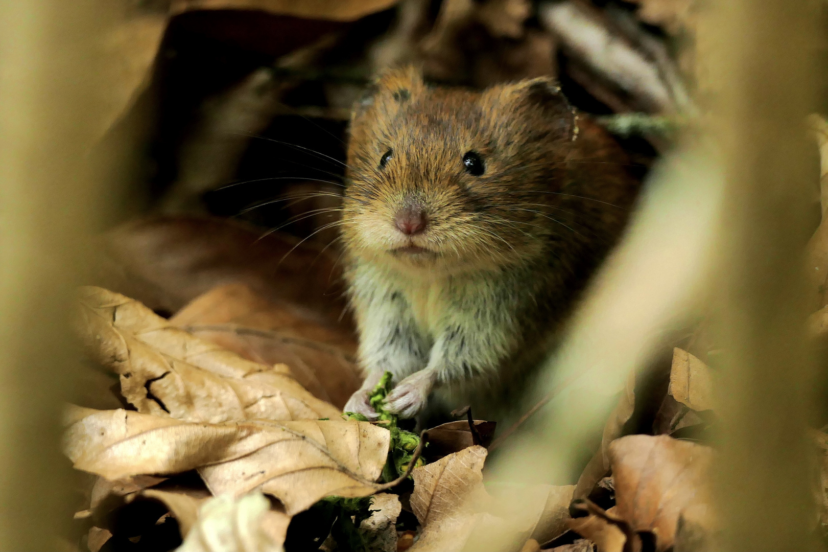 Nicht weglaufen bin nur eine Maus…