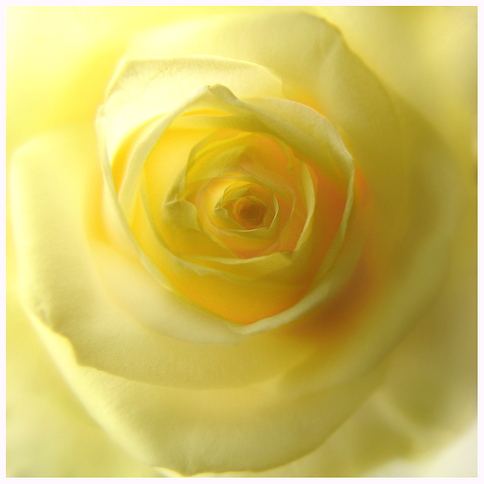 Nicht wer die Rose hat, sieht sie, wer die Rose sieht, hat sie. by Dirk Schönfeldt