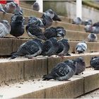 Nicht Westkurve, kein Tribünenplatz - ein Scheißplatz!