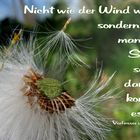 Nicht wie der Wind weht