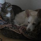 Nicht wie Hund und Katz