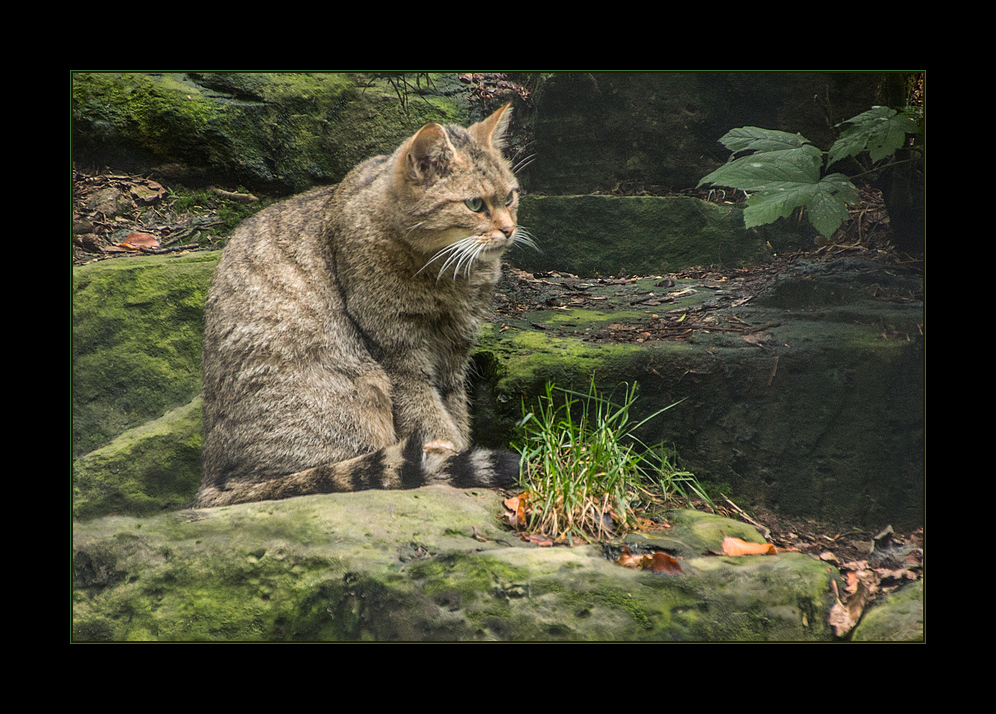 Nicht-wilde WILDKATZE im nicht-wilden Wildpark...