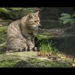 Nicht-wilde WILDKATZE im nicht-wilden Wildpark...