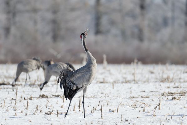 nicht zu überhören