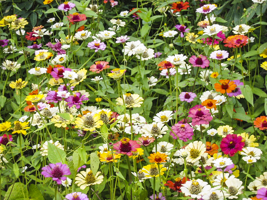 Nichteuropäische Blumenwiesen