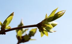 nichtnur im Prater blüht wieder der Flieder