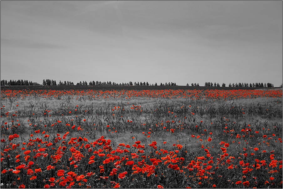 Nichts als der rote Mohn...