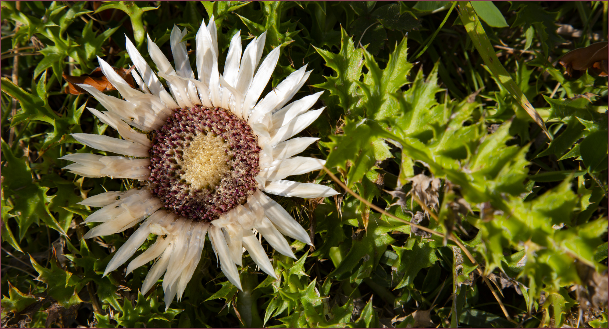 Nichts als eine Silberdistel