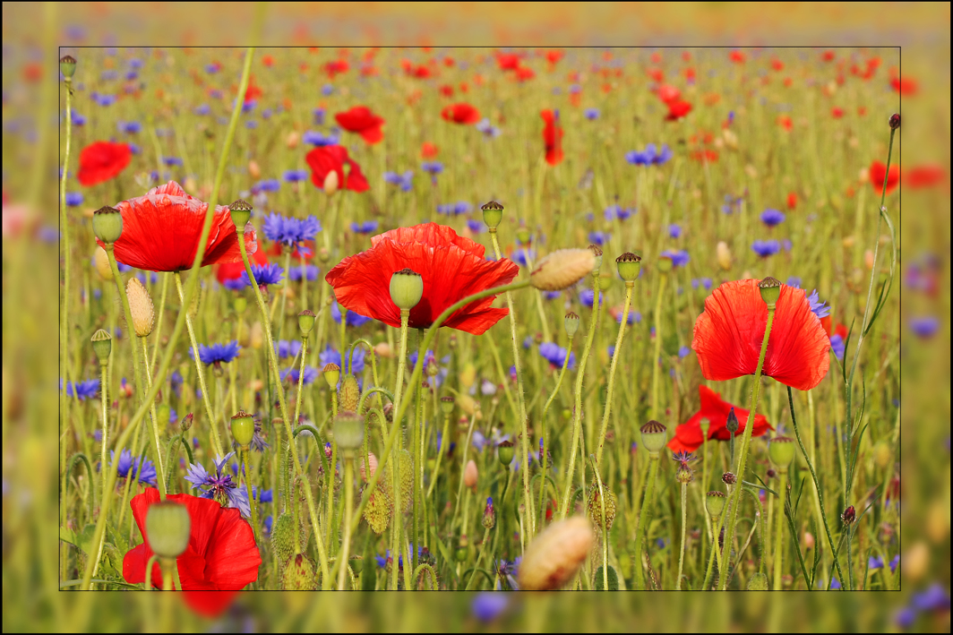 Nichts als Mohn 2