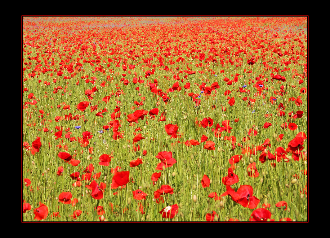 Nichts als Mohn