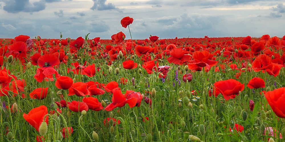 Nichts als Mohn I