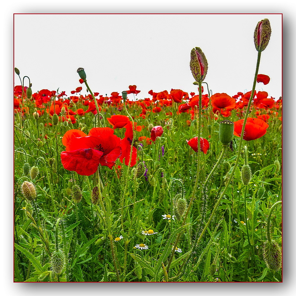 Nichts als Mohn II