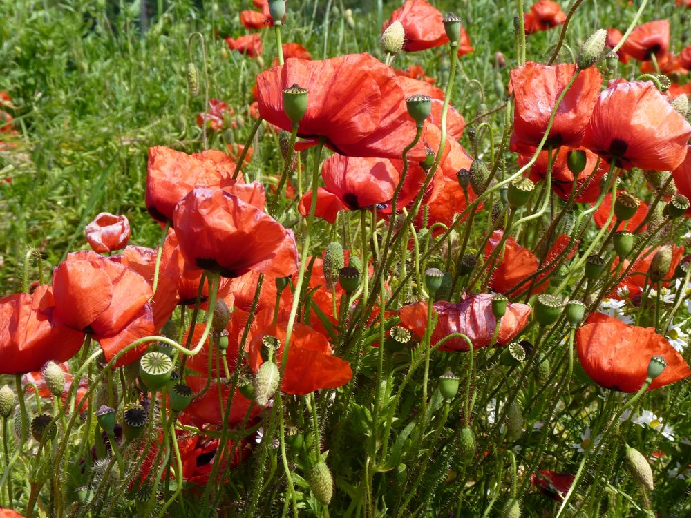 Nichts als Mohnblumen