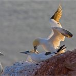 Nichts bleibt am Vogelfelsen....