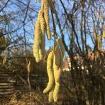 nichts für Allergiker