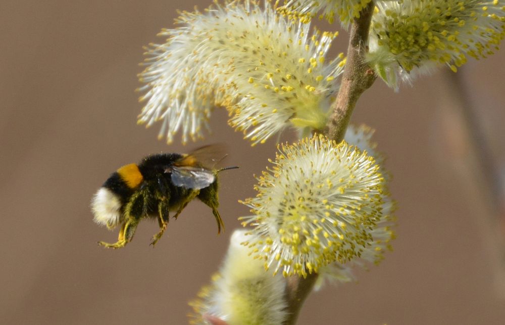 Nichts für Allergiker