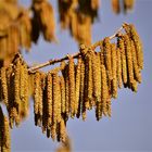 Nichts für Allergiker