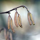 NICHTS FÜR ALLERGIKER