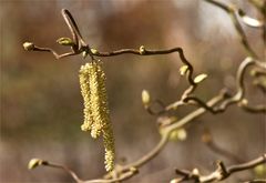 Nichts für Allergiker