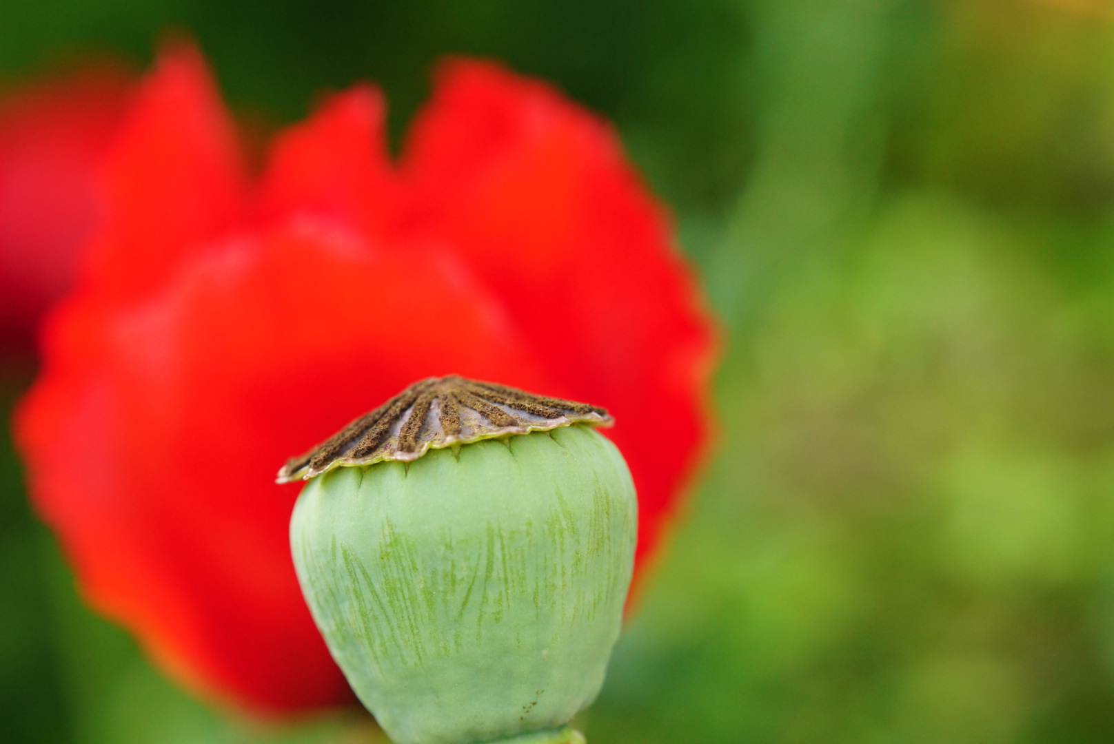 Nichts für Augen mit Rot-Grün Schwäche