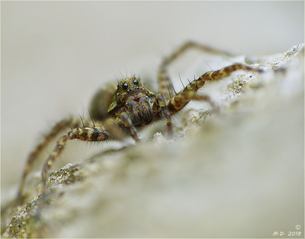 Nichts für Leute mit Arachnophobie!