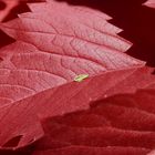 Nichts für Rot-Grün-Blinde - Zwergzikaden-Nymphe auf rotem Weinlaub