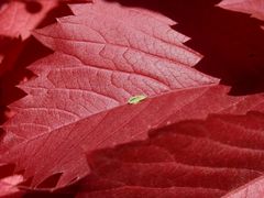 Nichts für Rot-Grün-Blinde - Zwergzikaden-Nymphe auf rotem Weinlaub