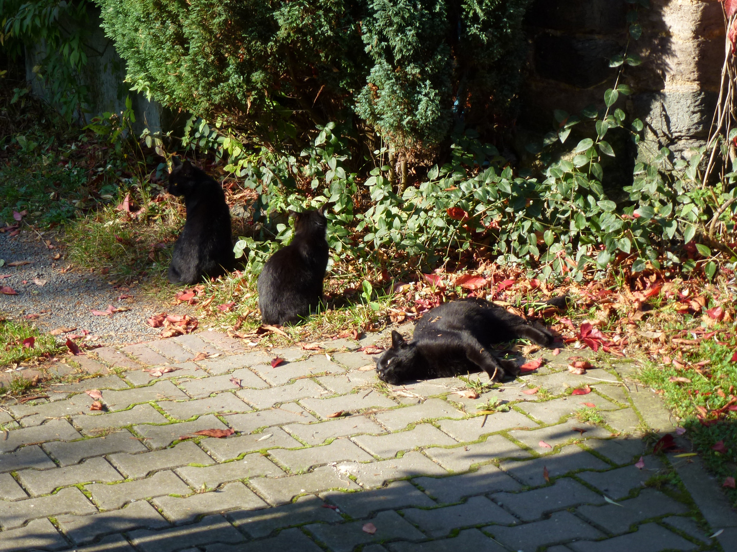 Nichts geht über ein Bad in der Sonne