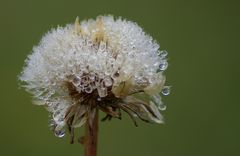 nichts mehr Pusteblume