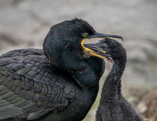 Nichts mehr zu essen?