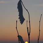 Nichts mit Frühling...